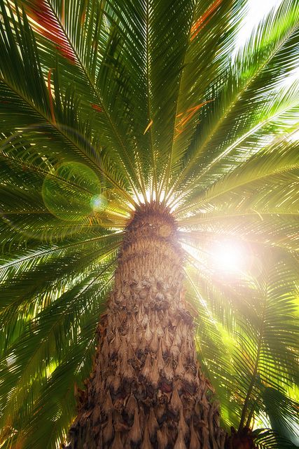 PALM